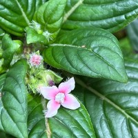 Knoxia platycarpa var. hirsuta (Arn.) Thwaites